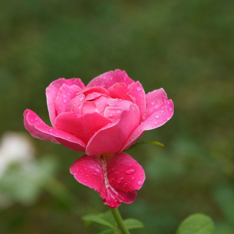 SONY DSC