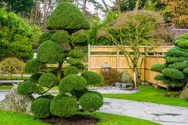 Beautiful pruned tree in a japanese garden, topiary art forms, Gardening in Asian tradition