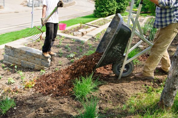 Garedener tips wheelbarrow full of mulch