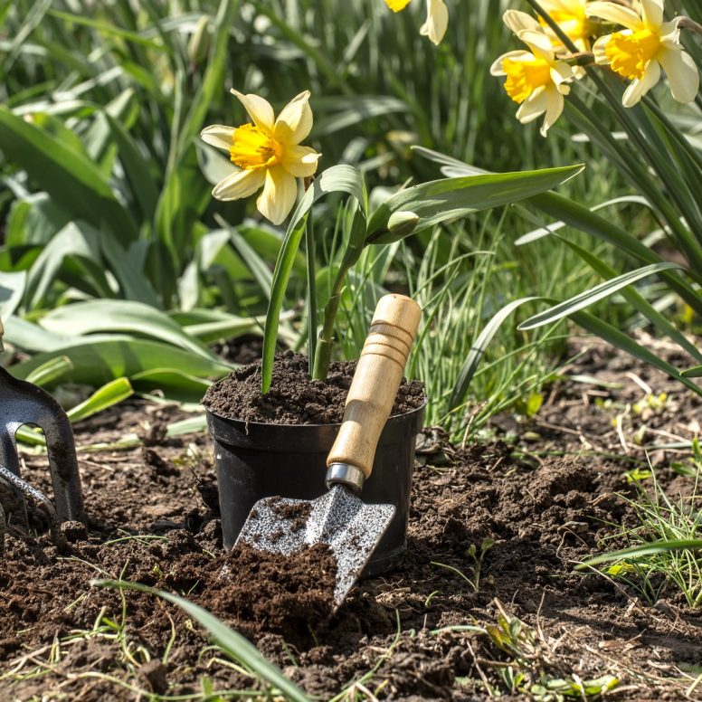 Planting yellow flowers daffodils in the garden, garden tools, flowers. Earth day