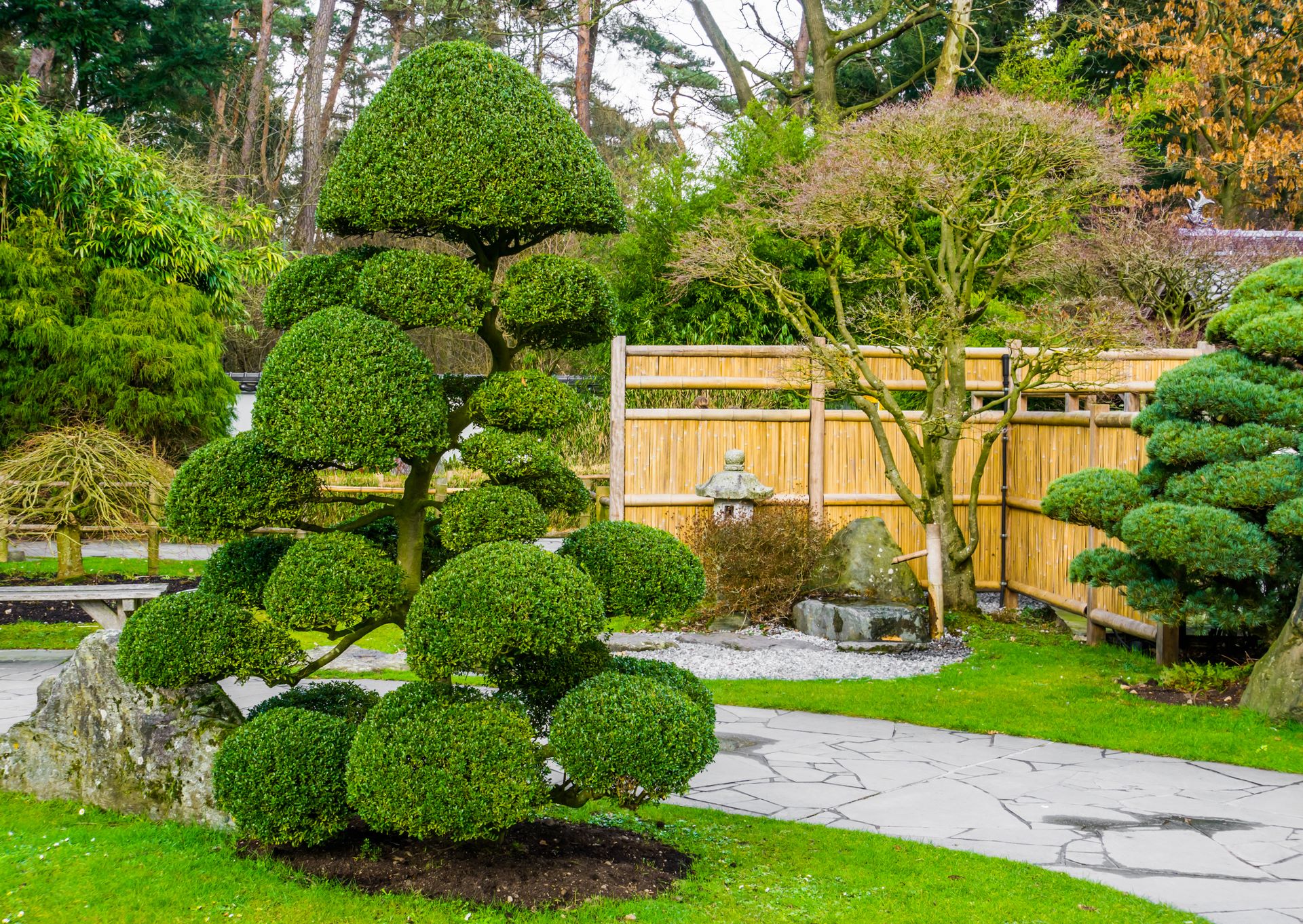 Beautiful pruned tree in a japanese garden, topiary art forms, Gardening in Asian tradition Beautiful pruned tree in a japanese garden, topiary art forms, Gardening in Asian tradition