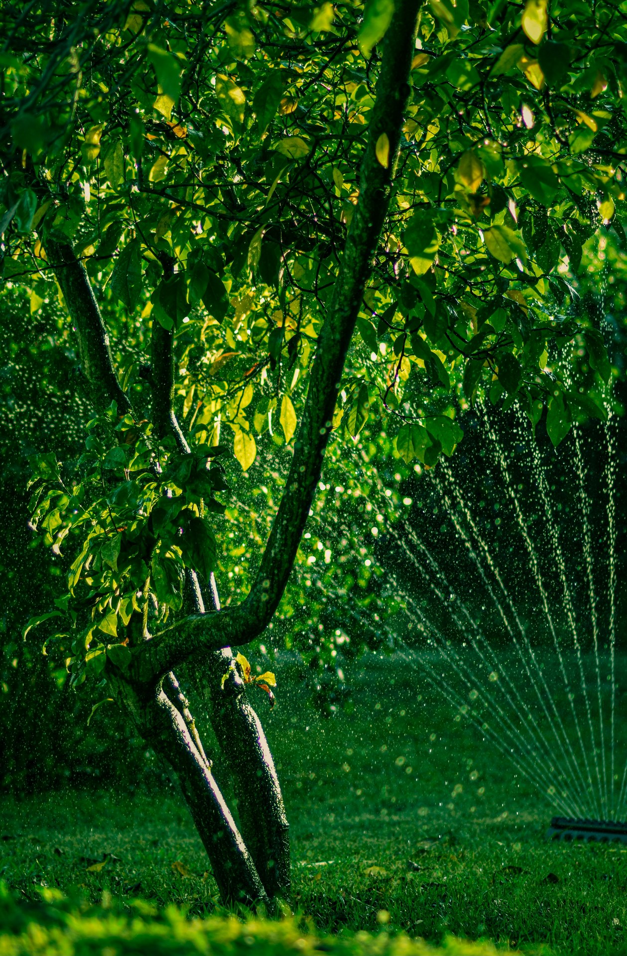 pexels-dennis-9325560 pexels-dennis-9325560