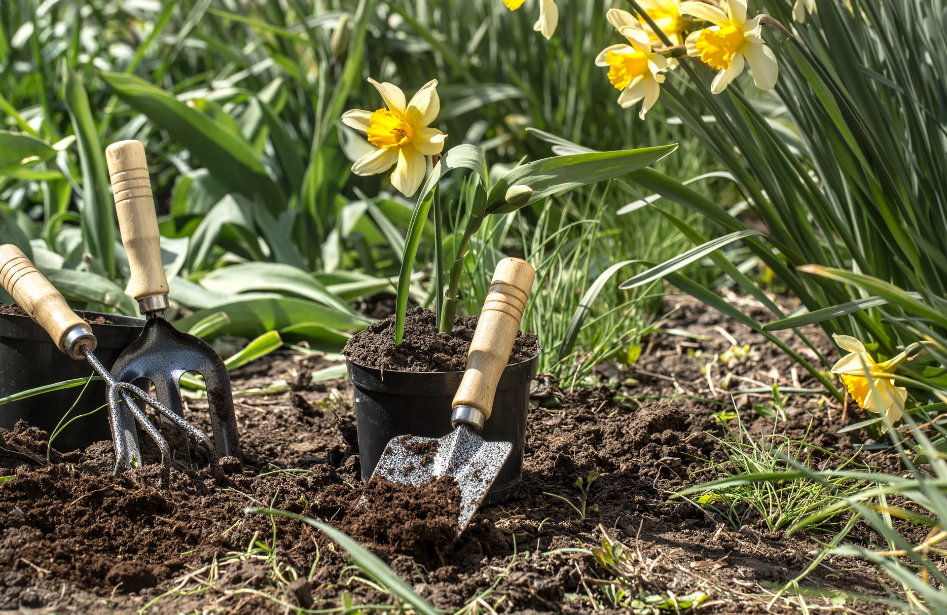 Planting yellow flowers daffodils in the garden, garden tools, flowers. Earth day
